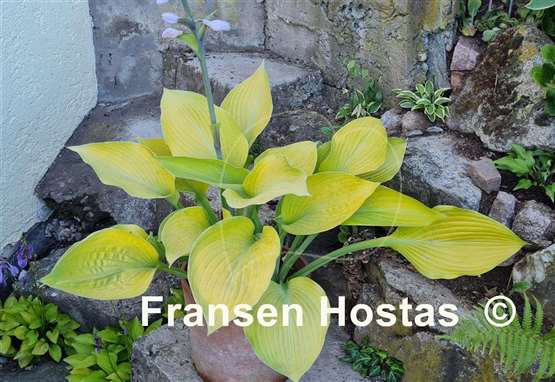 Hosta Golden Sir Prize